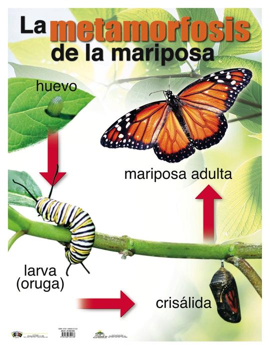 Metamorfosis de la mariposa – Lápiz – Papel